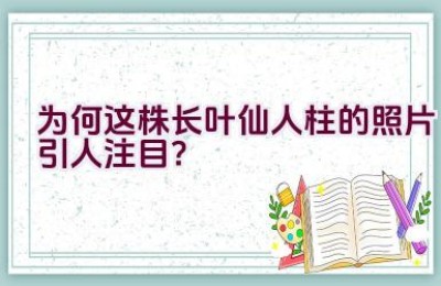 为何这株长叶仙人柱的照片引人注目？