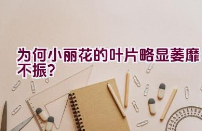 为何小丽花的叶片略显萎靡不振？