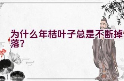 为什么年桔叶子总是不断掉落？