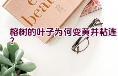 榕树的叶子为何变黄并粘连？