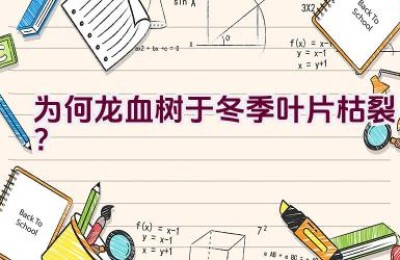 为何龙血树于冬季叶片枯裂？