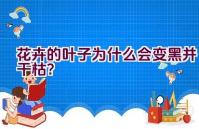 花卉的叶子为什么会变黑并干枯？