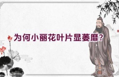 为何小丽花叶片显萎靡？