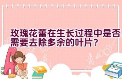 玫瑰花蕾在生长过程中是否需要去除多余的叶片？