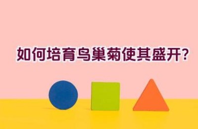 如何培育鸟巢菊使其盛开？