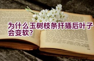 为什么玉树枝条扦插后叶子会变软？
