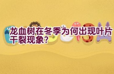 龙血树在冬季为何出现叶片干裂现象？