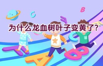 为什么龙血树叶子变黄了？