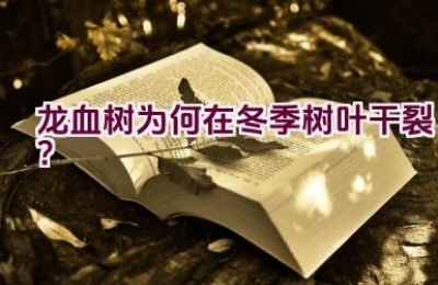 龙血树为何在冬季树叶干裂？