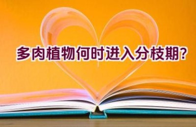 多肉植物何时进入分枝期？