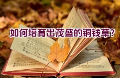 如何培育出茂盛的铜钱草？