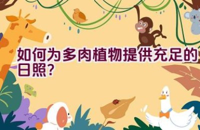 如何为多肉植物提供充足的日照？