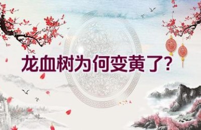 龙血树为何变黄了？