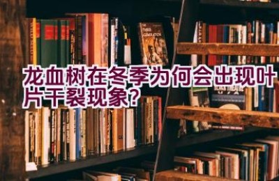 龙血树在冬季为何会出现叶片干裂现象？