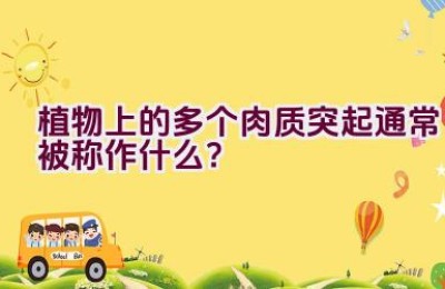 植物上的多个肉质突起通常被称作什么？