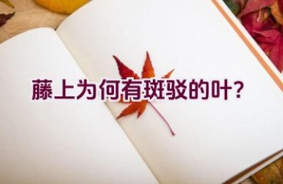 藤上为何有斑驳的叶？