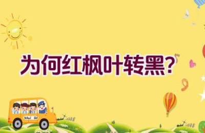 为何红枫叶转黑？
