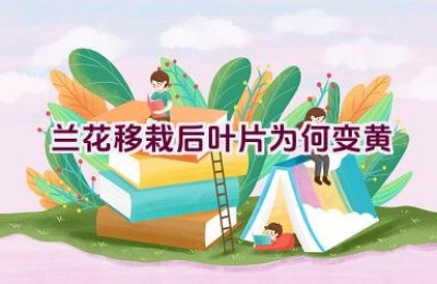 兰花移栽后叶片为何变黄