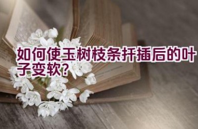 如何使玉树枝条扦插后的叶子变软？