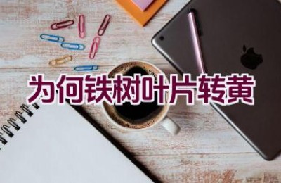 为何铁树叶片转黄