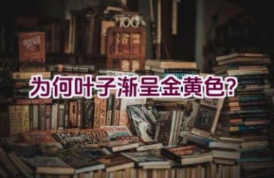 为何叶子渐呈金黄色？