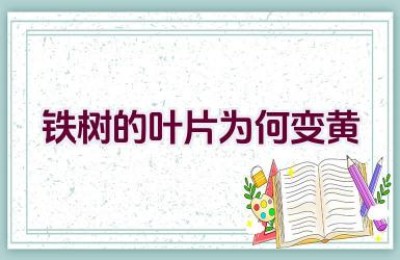 铁树的叶片为何变黄