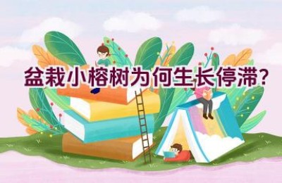 盆栽小榕树为何生长停滞？