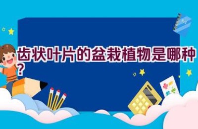 齿状叶片的盆栽植物是哪种？