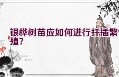 银桦树苗应如何进行扦插繁殖？