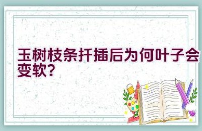 玉树枝条扦插后为何叶子会变软？