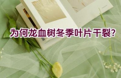 为何龙血树冬季叶片干裂？