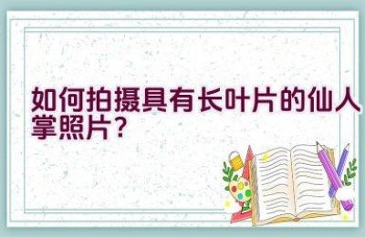 如何拍摄具有长叶片的仙人掌照片？