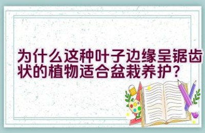 为什么这种叶子边缘呈锯齿状的植物适合盆栽养护？