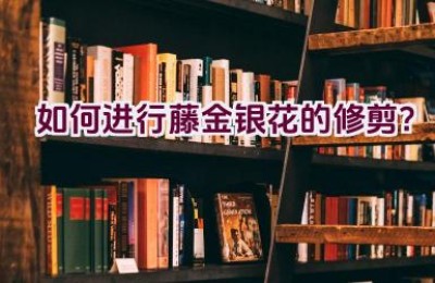 如何进行藤金银花的修剪？