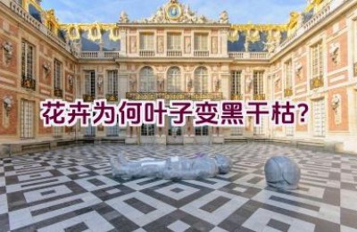 花卉为何叶子变黑干枯？