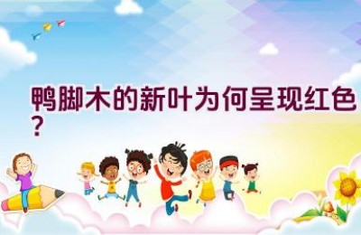 鸭脚木的新叶为何呈现红色？