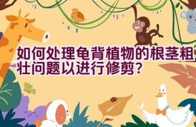 如何处理龟背植物的根茎粗壮问题以进行修剪？