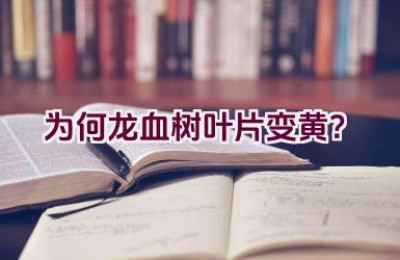 为何龙血树叶片变黄？