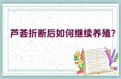 芦荟折断后如何继续养殖？