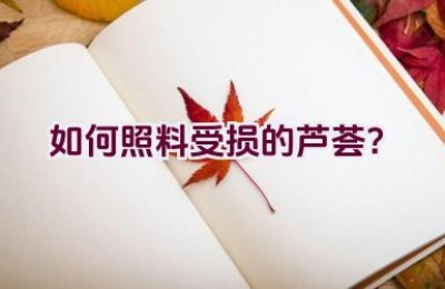 如何照料受损的芦荟？