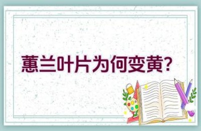 蕙兰叶片为何变黄？