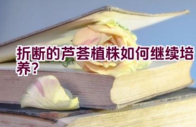 折断的芦荟植株如何继续培养？