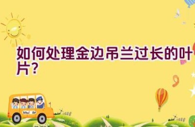 如何处理金边吊兰过长的叶片？