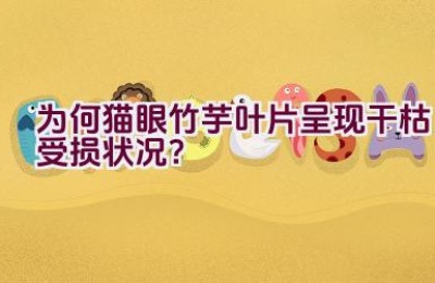 为何猫眼竹芋叶片呈现干枯受损状况？