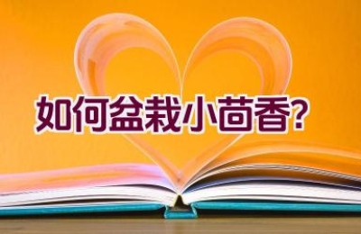 如何盆栽小茴香？