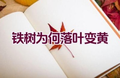铁树为何落叶变黄