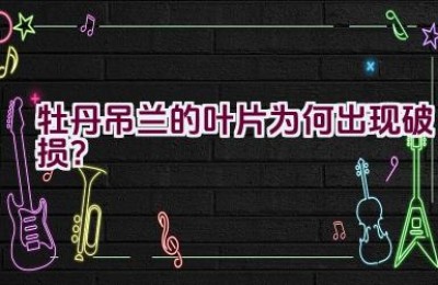 牡丹吊兰的叶片为何出现破损？