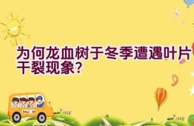为何龙血树于冬季遭遇叶片干裂现象？