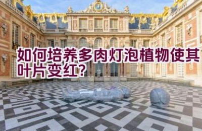 如何培养多肉灯泡植物使其叶片变红？