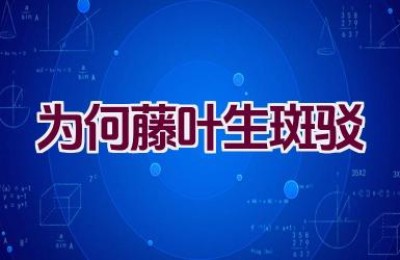 为何藤叶生斑驳